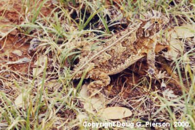 Horned Lizard #1
