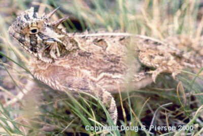 Horned Lizard #3