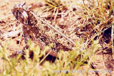 Horned Lizard #4