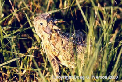 Horned Lizard #5