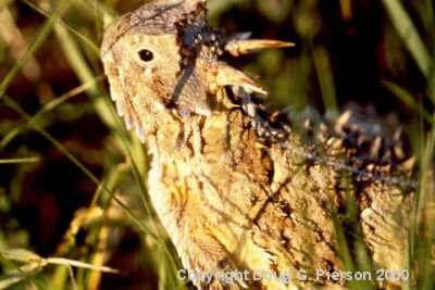 Horned Lizard #6