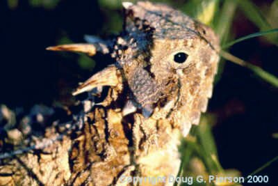 Horned Lizard #7