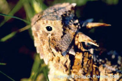 Horned Lizard #8