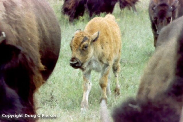 Young Bison