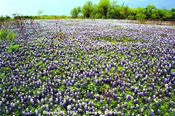 Bluebonnets