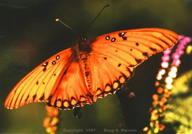 Gulf Fritillary
