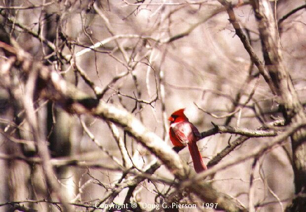 Cardinal