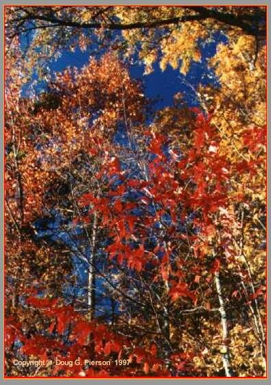 Fall Color in North Central Texas