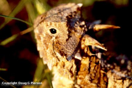 Horned Lizard