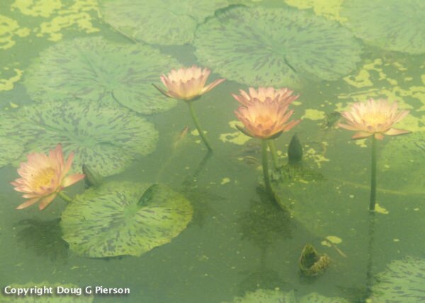 Pond Lillies