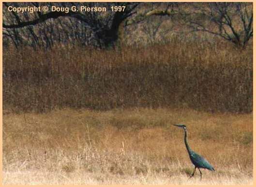 SandHill Crane