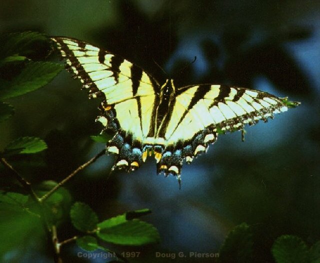 Tiger Swallowtail