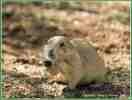 Prairie Dog