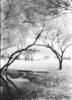 Pond's Edge